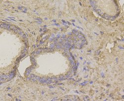 Invitrogen HIP1 Monoclonal Antibody (13E1) 100 μL; Unconjugated:Antibodies,
