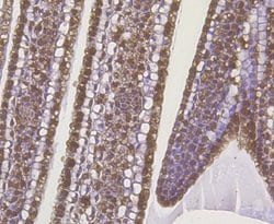 Invitrogen Auxin response factor Monoclonal Antibody (14D2) 100 &mu;L;