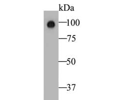 Invitrogen Auxin response factor Monoclonal Antibody (14D2) 100 &mu;L;