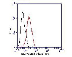 Invitrogen NME1 Monoclonal Antibody (13C1) 100 &mu;L | Buy Online | Invitrogen&trade; | Fisher Scientific