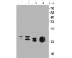 Invitrogen NME1 Monoclonal Antibody (13C1) 100 &mu;L | Buy Online | Invitrogen&trade; | Fisher Scientific