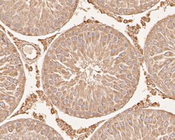 Invitrogen SERPINC1 Monoclonal Antibody (15F2) 100 &mu;L; Unconjugated:Antibodies,