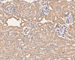 Invitrogen SERPINC1 Monoclonal Antibody (15F2) 100 &mu;L; Unconjugated:Antibodies,