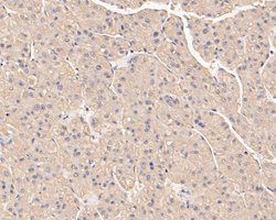 Invitrogen SERPINC1 Monoclonal Antibody (15F2) 100 &mu;L; Unconjugated:Antibodies,