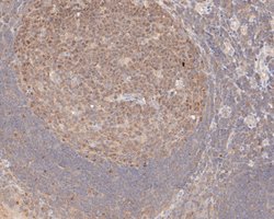 Invitrogen MCM7 Monoclonal Antibody (15E1) 100 &mu;L; Unconjugated:Antibodies,