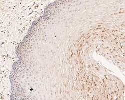 Invitrogen MCM7 Monoclonal Antibody (15E1) 100 &mu;L; Unconjugated:Antibodies,