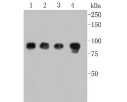 Invitrogen MCM7 Monoclonal Antibody (15E1) 100 &mu;L; Unconjugated:Antibodies,