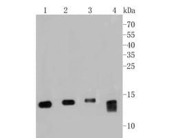 Invitrogen MGST1 Monoclonal Antibody (14H2) 100 &mu;L; Unconjugated:Antibodies,