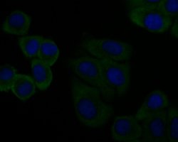 Invitrogen C7 Monoclonal Antibody (15D1) 100 &mu;L; Unconjugated:Antibodies,
