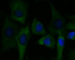Invitrogen C7 Monoclonal Antibody (15D1) 100 &mu;L; Unconjugated:Antibodies,