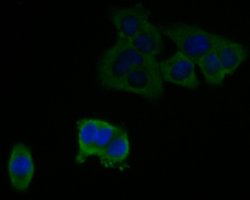 Invitrogen C7 Monoclonal Antibody (15D1) 100 &mu;L; Unconjugated:Antibodies,