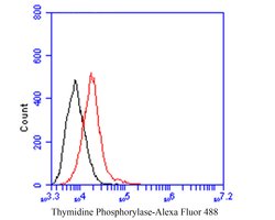 Thermo Scientific Thymidine Phosphorylase Monoclonal Antibody (A1A8):Antibodies,