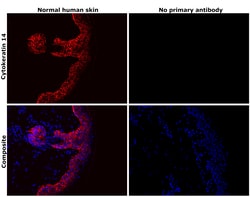 Invitrogen Cytokeratin 14 Monoclonal Antibody (A2C11) 100 &mu;L; Unconjugated:Antibodies,
