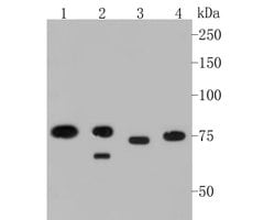 Invitrogen MTA2 Monoclonal Antibody (17A1) 100 &mu;L; Unconjugated:Antibodies,