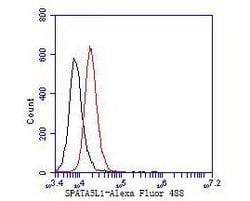 Invitrogen SPATA5L1 Monoclonal Antibody (16A4) 100 &mu;L | Buy Online | Invitrogen&trade; | Fisher Scientific