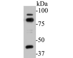 Invitrogen SPATA5L1 Monoclonal Antibody (16A4) 100 &mu;L | Buy Online | Invitrogen&trade; | Fisher Scientific