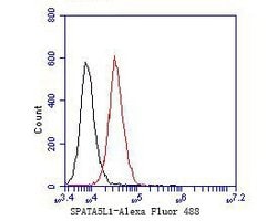 Thermo Scientific SPATA5L1 Monoclonal Antibody (16A2):Antibodies, Monoclonal