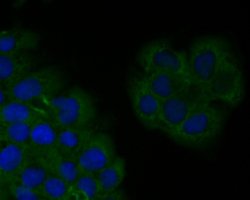 Thermo Scientific SPATA5L1 Monoclonal Antibody (16A2):Antibodies, Monoclonal