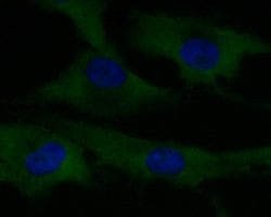Invitrogen Dynamin 1 Monoclonal Antibody (A1A12) 100 &mu;L; Unconjugated:Antibodies,