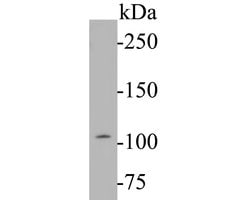 Invitrogen Dynamin 1 Monoclonal Antibody (A1A12) 100 &mu;L; Unconjugated:Antibodies,