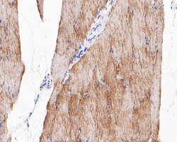 Invitrogen TRIM72 Monoclonal Antibody (A1D4) 100 &mu;L; Unconjugated:Antibodies,