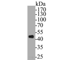 Invitrogen TRIM72 Monoclonal Antibody (A1D4) 100 &mu;L; Unconjugated:Antibodies,