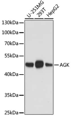 Invitrogen AGK Monoclonal Antibody (9A3B1) 100 &mu;L; Unconjugated:Antibodies,