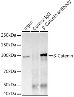 Invitrogen beta Catenin Recombinant Rabbit Monoclonal Antibody (6A3P2)