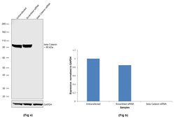 Invitrogen beta Catenin Recombinant Rabbit Monoclonal Antibody (6A3P2)