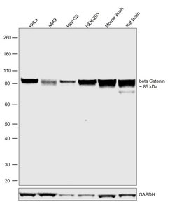 Invitrogen beta Catenin Recombinant Rabbit Monoclonal Antibody (6A3P2)