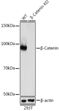 Invitrogen beta Catenin Recombinant Rabbit Monoclonal Antibody (6A3P2)