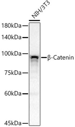 Invitrogen beta Catenin Recombinant Rabbit Monoclonal Antibody (6A3P2)