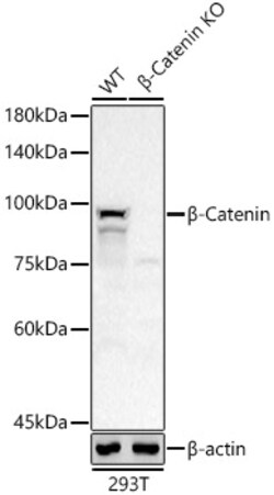 Invitrogen beta Catenin Recombinant Rabbit Monoclonal Antibody (6A3P2)