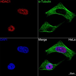 Invitrogen HDAC1 Recombinant Rabbit Monoclonal Antibody (2L6O7) 100 &mu;L;