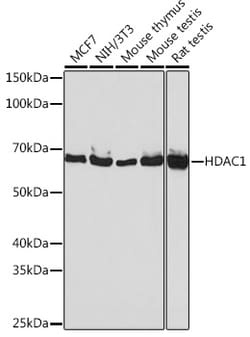 Invitrogen HDAC1 Recombinant Rabbit Monoclonal Antibody (2L6O7) 100 &mu;L;
