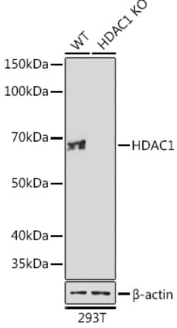 Invitrogen HDAC1 Recombinant Rabbit Monoclonal Antibody (2L6O7) 100 &mu;L;