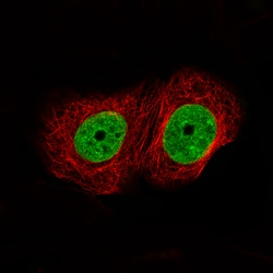 Invitrogen ATAD2 Monoclonal Antibody (CL0182) 100 μL; Unconjugated:Antibodies,