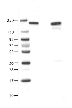 Invitrogen ATAD2 Monoclonal Antibody (CL0182) 100 &mu;L; Unconjugated:Antibodies,
