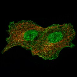 Annexin A1 Monoclonal Antibody (CL0199):Antibodies, Monoclonal