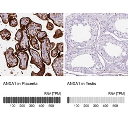 Invitrogen Annexin A1 Monoclonal Antibody (CL0199) 100 &mu;L; Unconjugated:Antibodies,