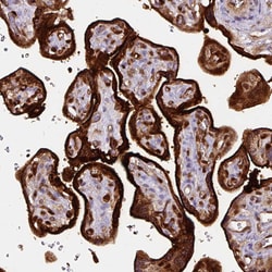Annexin A1 Monoclonal Antibody (CL0199):Antibodies, Monoclonal