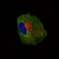 Invitrogen NLRP3 Monoclonal Antibody (CL0210) 100 &mu;L; Unconjugated:Antibodies,