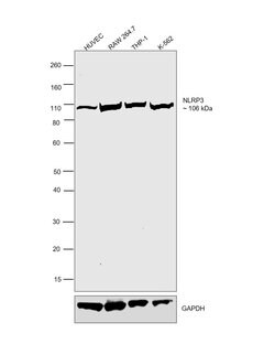 Invitrogen NLRP3 Monoclonal Antibody (CL0210) 100 &mu;L; Unconjugated:Antibodies,