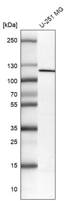 Invitrogen NLRP3 Monoclonal Antibody (CL0210) 100 &mu;L; Unconjugated:Antibodies,