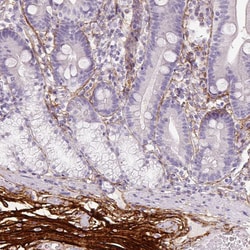 Invitrogen Fibrillin 1 Monoclonal Antibody (CL0225) 100 &mu;L; Unconjugated:Antibodies,