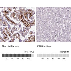 Invitrogen Fibrillin 1 Monoclonal Antibody (CL0225) 100 &mu;L | Buy Online | Invitrogen&trade; | Fisher Scientific