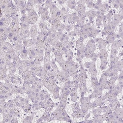 Invitrogen Fibrillin 1 Monoclonal Antibody (CL0225) 100 &mu;L; Unconjugated:Antibodies,