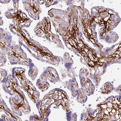 Invitrogen Fibrillin 1 Monoclonal Antibody (CL0225) 100 &mu;L; Unconjugated:Antibodies,