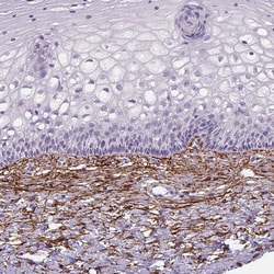 Invitrogen Fibrillin 1 Monoclonal Antibody (CL0225) 100 &mu;L; Unconjugated:Antibodies,