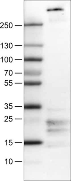 Invitrogen Fibrillin 1 Monoclonal Antibody (CL0225) 100 &mu;L | Buy Online | Invitrogen&trade; | Fisher Scientific